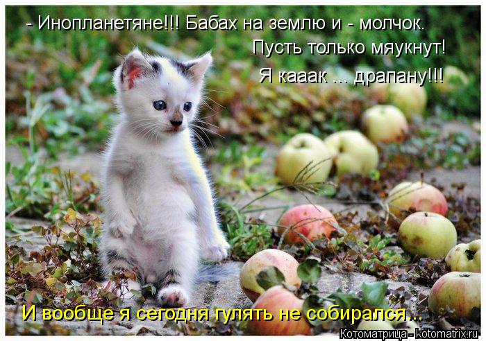 Котоматрица: - Инопланетяне!!! Бабах на землю и - молчок. Пусть только мяукнут! И вообще я сегодня гулять не собирался... Я кааак ... драпану!!!