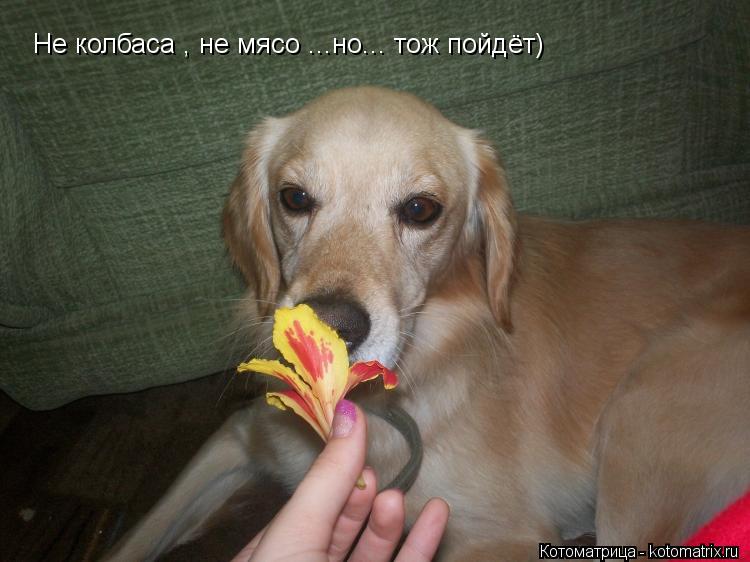 Котоматрица: Не колбаса , не мясо ...но... тож пойдёт)