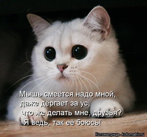 Мышь смеётся надо мной, даже дёргает за ус, что же делать мне, друзья? Я ведь, так её боюсь!... Котоматрица: Мышь смеётся надо мной, даже дёргает за ус, что же делать мне, друзья? Я ведь, так её боюсь!
