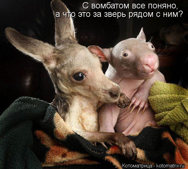 Котоматрица: С вомбатом все поняно,  а что это за зверь рядом с ним?