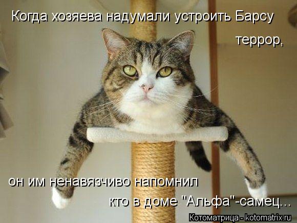 Котоматрица: Когда хозяева надумали устроить Барсу террор, он им ненавязчиво напомнил кто в доме "Альфа"-самец...