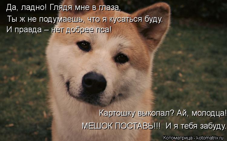 Да, ладно! Глядя мне в глаза, Ты ж не подумаешь, что я кусаться буду. И правда – нет добрее пса! Карт... Котоматрица: Да, ладно! Глядя мне в глаза, Ты ж не подумаешь, что я кусаться буду. И правда – нет добрее пса! Картошку выкопал? Ай, молодца! МЕШОК ПОСТАВЬ!!!
