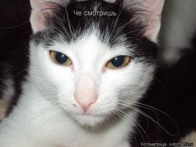 Че смотришь... Котоматрица: Че смотришь
