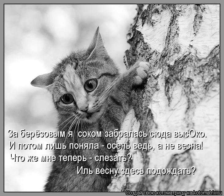 Котоматрица: За берёзовым я  соком забралась сюда высОко. И потом лишь поняла - осень ведь, а не весна! Что же мне теперь - слезать? Иль весну здесь подождат
