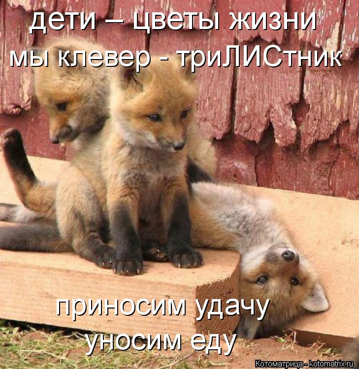 Котоматрица: дети – цветы жизни мы клевер - триЛИСтник приносим удачу уносим еду