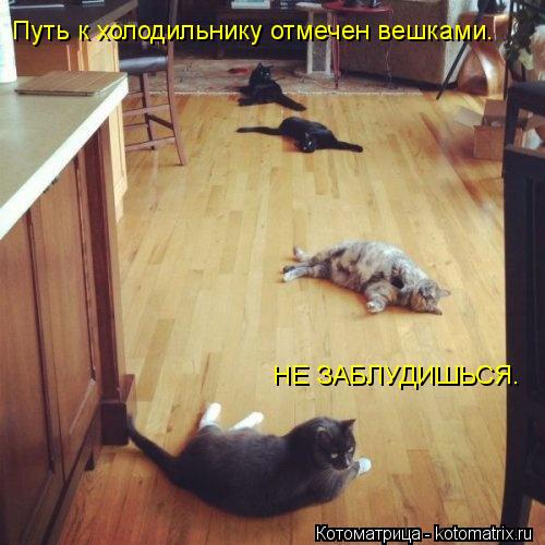 Путь к холодильнику отмечен вешками. НЕ ЗАБЛУДИШЬСЯ.... Котоматрица: Путь к холодильнику отмечен вешками. НЕ ЗАБЛУДИШЬСЯ.