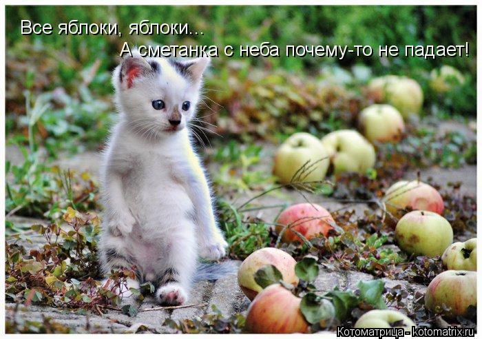 Котоматрица: Все яблоки, яблоки... А сметанка с неба почему-то не падает!