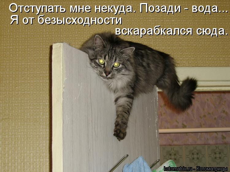 Котоматрица: Отступать мне некуда. Позади - вода... Я от безысходности вскарабкался сюда.