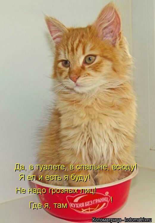 Котоматрица: Да, в туалете, в спальне, всюду!  Я ел и есть я буду!  Не надо грозных лиц!  Где я, там  !