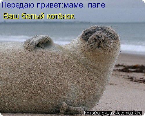 Котоматрица: Передаю привет :маме, папе Ваш белый котёнок Ваш белый котёнок