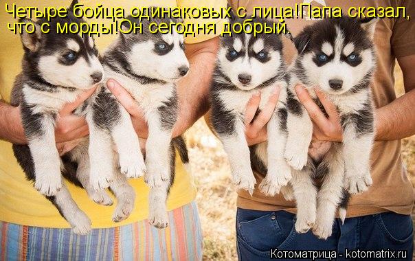 Котоматрица: Четыре бойца одинаковых с лица!Папа сказал, что с морды!Он сегодня добрый.