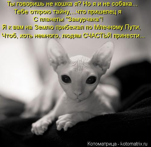 Ты говоришь не кошка я? Но я и не собака... Тебе открою тайну,...что пришелец я С планеты "Замурчака... Котоматрица: Ты говоришь не кошка я? Но я и не собака... Тебе открою тайну,...что пришелец я С планеты "Замурчака"! Я к вам на Землю прибежал по Млечному Пути,