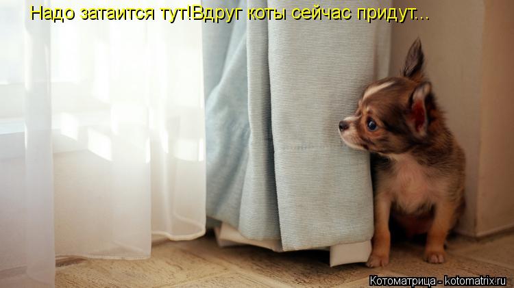 Котоматрица: Надо затаится тут!Вдруг коты сейчас придут...
