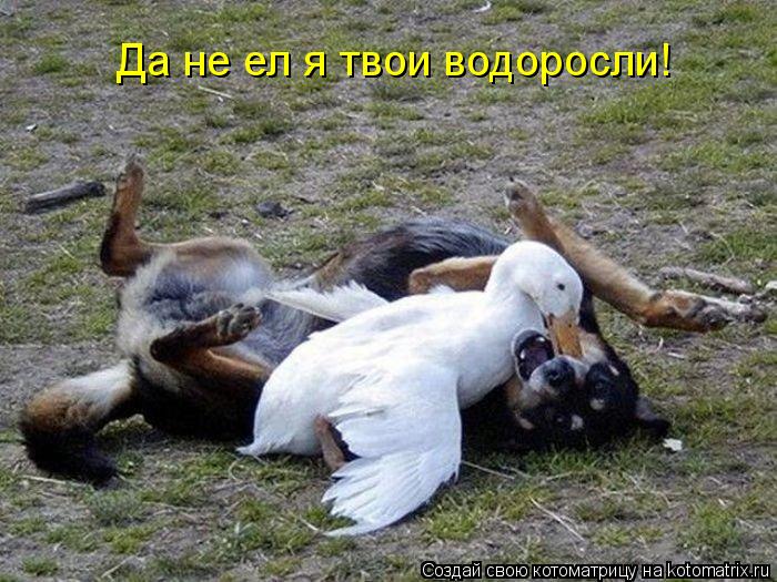 Котоматрица: Да не ел я твои водоросли!