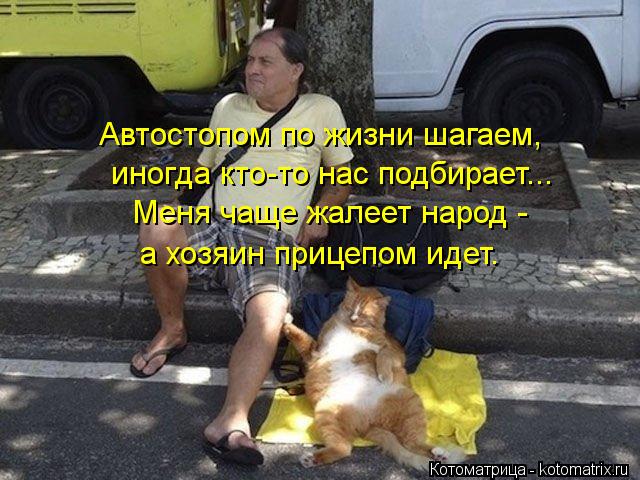 Автостопом по жизни шагаем, иногда кто-то нас подбирает... Меня чаще жалеет народ - а хозяин прицепо... Котоматрица: Автостопом по жизни шагаем, иногда кто-то нас подбирает... Меня чаще жалеет народ - а хозяин прицепом идет.