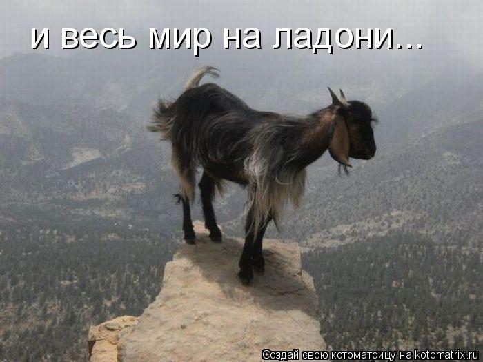 и весь мир на ладони...... Котоматрица: и весь мир на ладони...