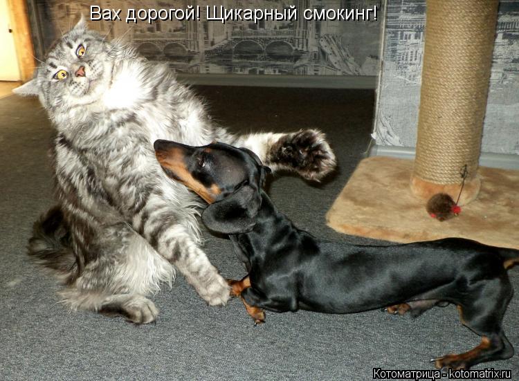 Вах дорогой! Щикарный смокинг!... Котоматрица: Вах дорогой! Щикарный смокинг!