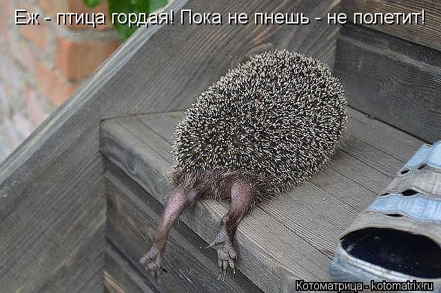 Еж - птица гордая! Пока не пнешь - не полетит!... Котоматрица: Еж - птица гордая! Пока не пнешь - не полетит!