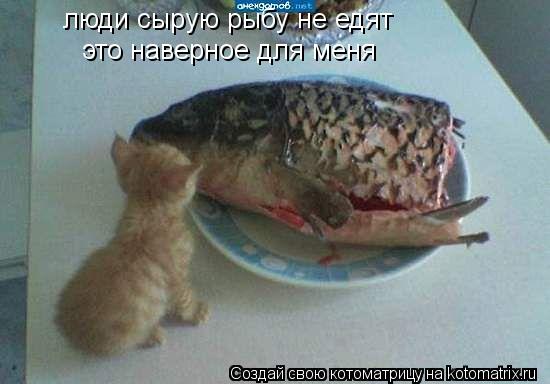 Котоматрица: люди сырую рыбу не едят это наверное для меня