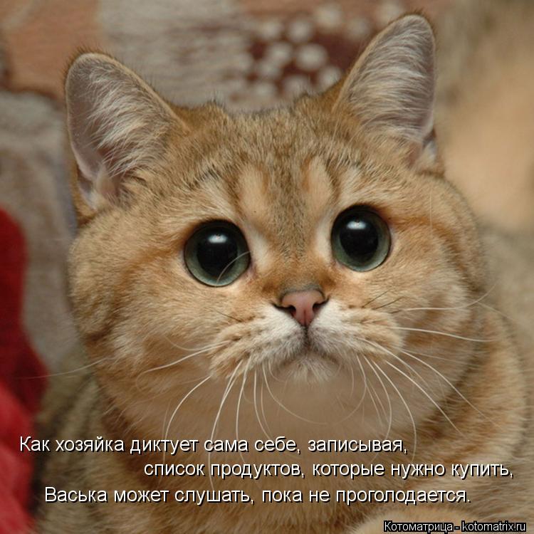 Котоматрица: Как хозяйка диктует сама себе, записывая,  список продуктов, которые нужно купить, Васька может слушать, пока не проголодается.