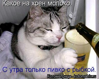 С утра только пивко с рыбкой. Какое на хрен молоко.... Котоматрица: С утра только пивко с рыбкой. Какое на хрен молоко.