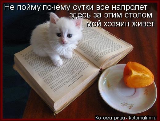 Не пойму,почему сутки все напролет здесь за этим столом мой хозяин живет... Котоматрица: Не пойму,почему сутки все напролет здесь за этим столом мой хозяин живет
