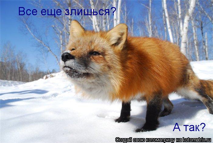 Все еще злишься? А так?... Котоматрица: Все еще злишься? А так?