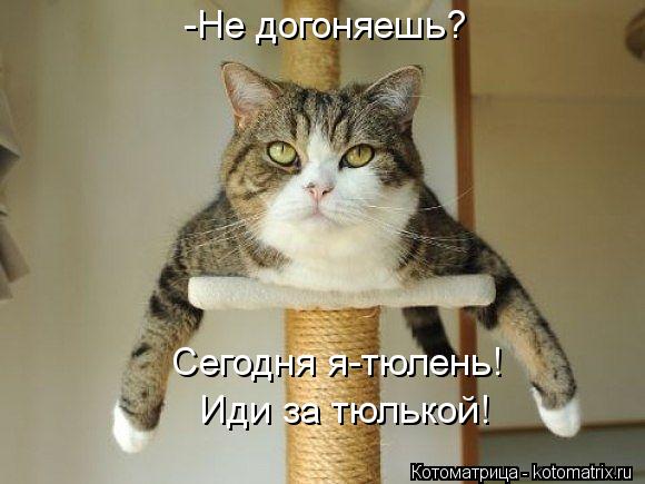 -Не догоняешь? Сегодня я-тюлень! Иди за тюлькой!... Котоматрица: -Не догоняешь? Сегодня я-тюлень! Иди за тюлькой!