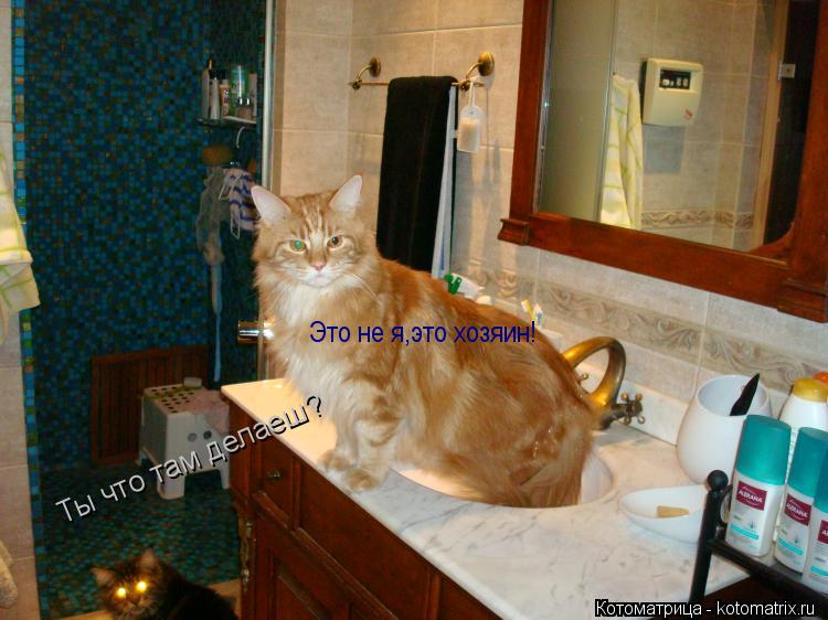 Котоматрица: Ты что там делаеш? Это не я,это хозяин!