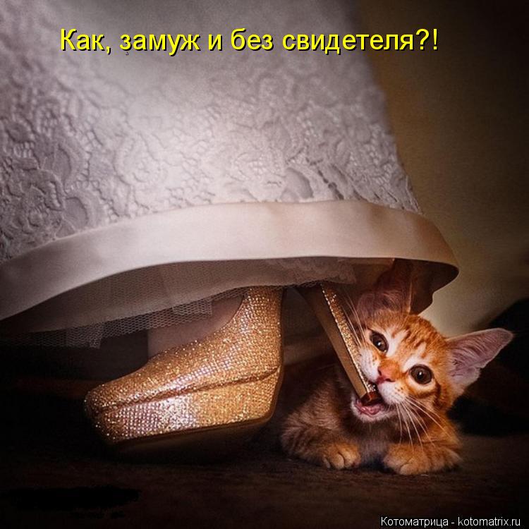 Котоматрица: Как, замуж и без свидетеля?!
