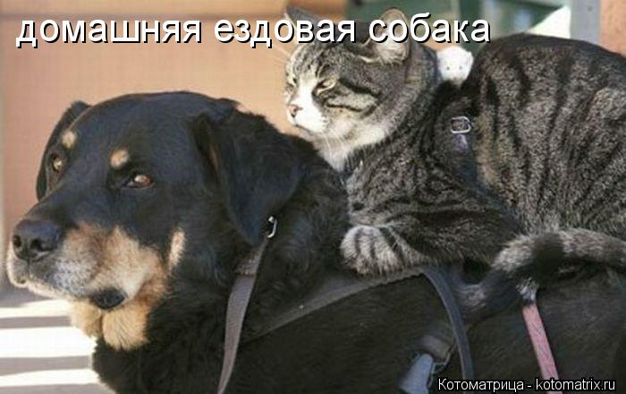 домашняя ездовая собака... Котоматрица: домашняя ездовая собака