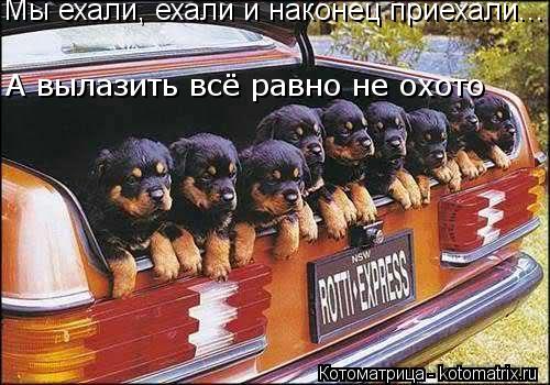 Мы ехали, ехали и наконец приехали... А вылазить всё равно не охото... Котоматрица: Мы ехали, ехали и наконец приехали... А вылазить всё равно не охото