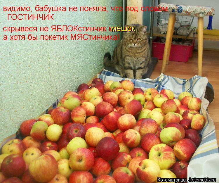 Котоматрица: видимо, бабушка не поняла, что под словом ГОСТИНЧИК скрывеся не ЯБЛОКстинчик мешок  мешок а хотя бы покетик МЯСтинчика!