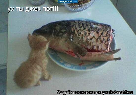 Котоматрица: ух ты джек пот!!!