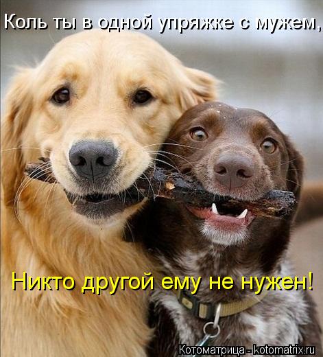 Коль ты в одной упряжке с мужем, Никто другой ему не нужен!... Котоматрица: Коль ты в одной упряжке с мужем, Никто другой ему не нужен!