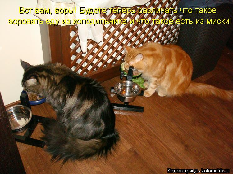 Вот вам, воры! Будете теперь различать что такое воровать еду из холодильника и что такое есть из ми... Котоматрица: Вот вам, воры! Будете теперь различать что такое воровать еду из холодильника и что такое есть из миски!