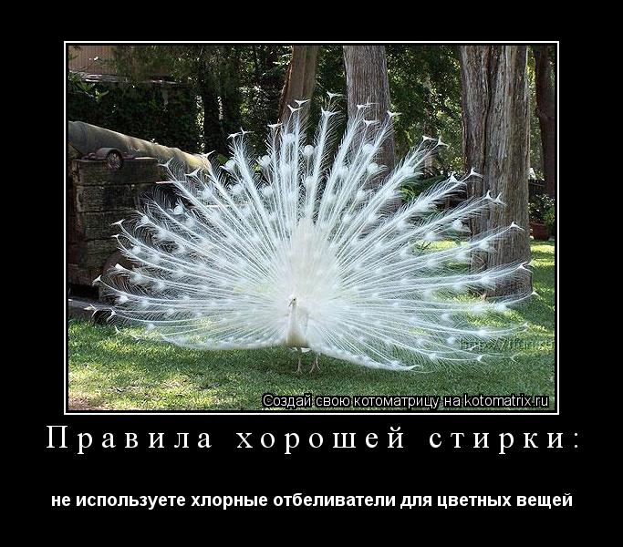 Правила хорошей стирки: не используете хлорные отбеливатели для цветных вещей... Котоматрица: Правила хорошей стирки: не используете хлорные отбеливатели для цветных вещей