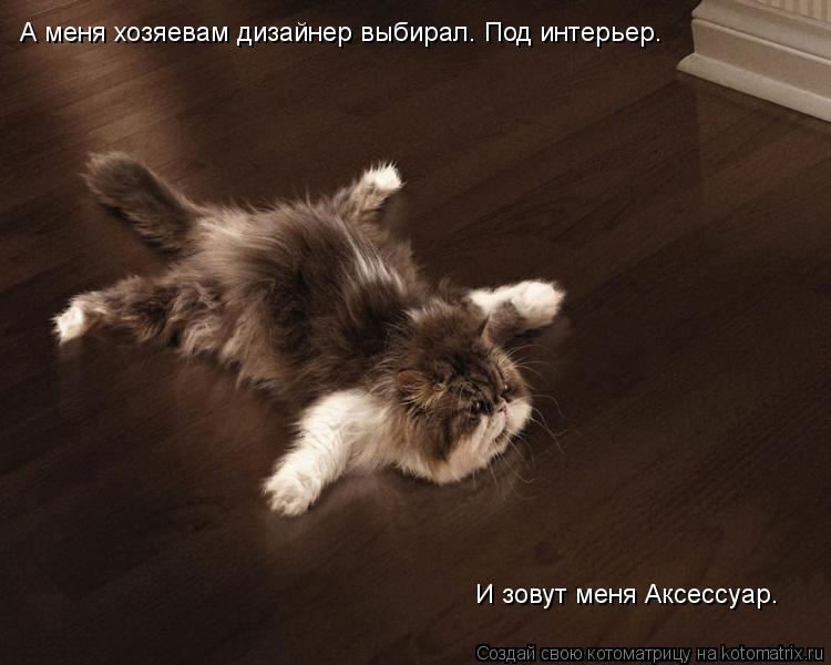 А меня хозяевам дизайнер выбирал. Под интерьер. И зовут меня Аксессуар.... Котоматрица: А меня хозяевам дизайнер выбирал. Под интерьер. И зовут меня Аксессуар.