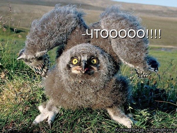 -ЧТООООО!!!!... Котоматрица: -ЧТООООО!!!!