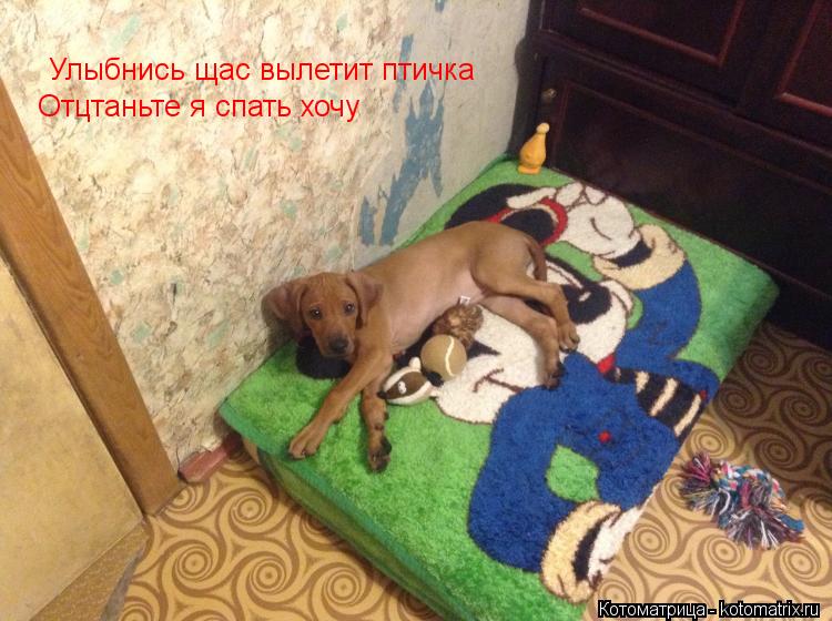 Улыбнись щас вылетит птичка Отцтаньте я спать хочу... Котоматрица: Улыбнись щас вылетит птичка Отцтаньте я спать хочу