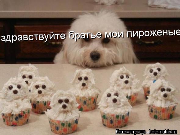 здравствуйте братье мои пироженые... Котоматрица: здравствуйте братье мои пироженые