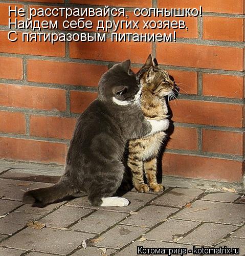 Не расстраивайся, солнышко! Найдем себе других хозяев, С пятиразовым питанием!... Котоматрица: Не расстраивайся, солнышко! Найдем себе других хозяев, С пятиразовым питанием!