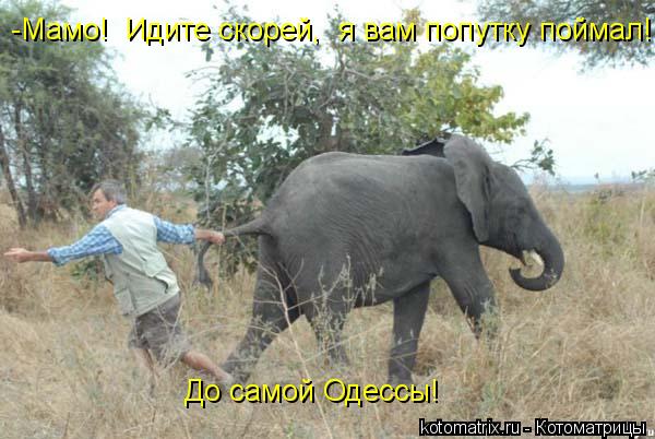 -Мамо! Идите скорей, я вам попутку поймал! До самой Одессы!... Котоматрица: -Мамо! Идите скорей, я вам попутку поймал! До самой Одессы!