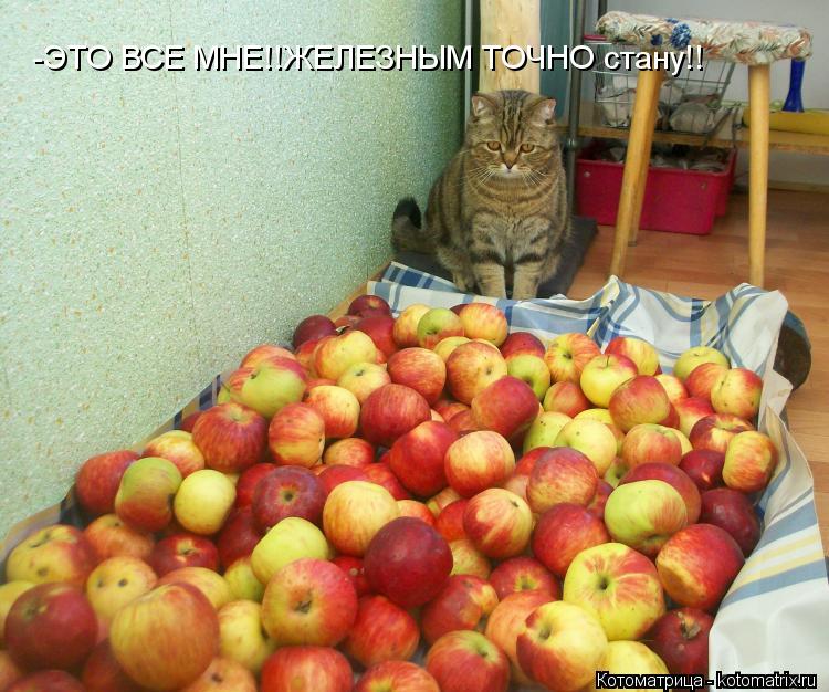 -ЭТО ВСЕ МНЕ!!ЖЕЛЕЗНЫМ ТОЧНО стану!!... Котоматрица: -ЭТО ВСЕ МНЕ!!ЖЕЛЕЗНЫМ ТОЧНО стану!!