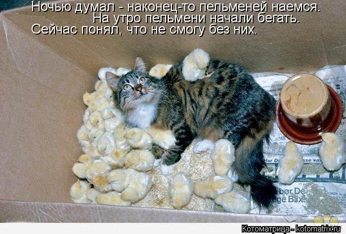 Ночью думал - наконец-то пельменей наемся. На утро пельмени начали бегать. Сейчас понял, что не смогу... Котоматрица: Ночью думал - наконец-то пельменей наемся. На утро пельмени начали бегать. Сейчас понял, что не смогу без них.
