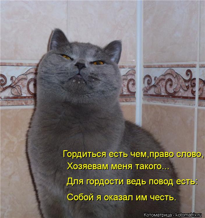 Без кота жизнь не та картинки