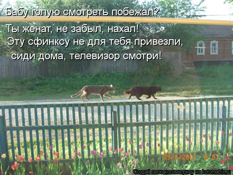 Бабу голую смотреть побежал? Ты женат, не забыл, нахал! Эту сфинксу не для тебя привезли, сиди дома, ... Котоматрица: Бабу голую смотреть побежал? Ты женат, не забыл, нахал! Эту сфинксу не для тебя привезли, сиди дома, телевизор смотри!