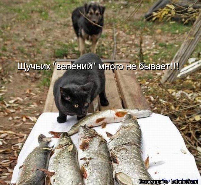 Щучьих "велений" много не бывает!!!... Котоматрица: Щучьих "велений" много не бывает!!!