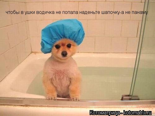 чтобы в ушки водичка не попала наденьте шапочку-а не панаму... Котоматрица: чтобы в ушки водичка не попала наденьте шапочку-а не панаму