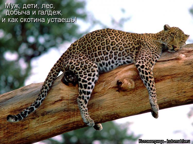 Муж, дети, лес, и как скотина устаешь! добыча и галдеж,... Котоматрица: Муж, дети, лес, и как скотина устаешь! добыча и галдеж,
